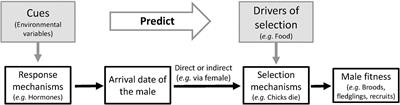 Integrating Causal and Evolutionary Analysis of Life-History Evolution: Arrival Date in a Long-Distant Migrant